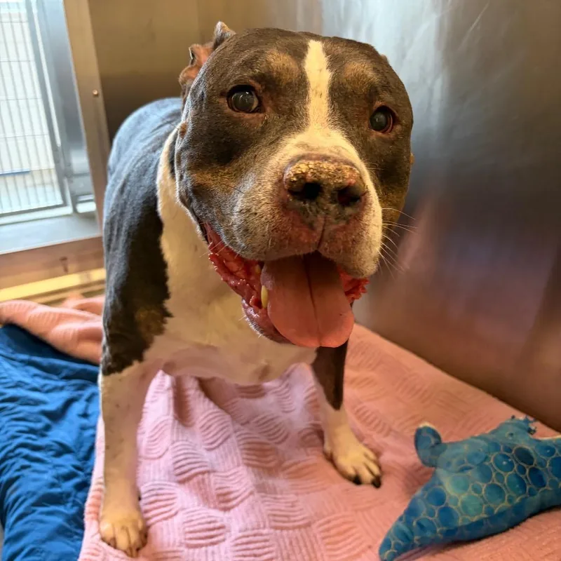 A senior large-sized male Gray / Blue / Silver Mixed Breed dog named King for adoption in Pittsburgh, PA