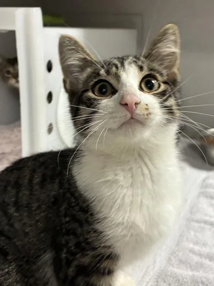 A baby small-sized male Domestic Short Hair cat named Corey for adoption in Mason, MI