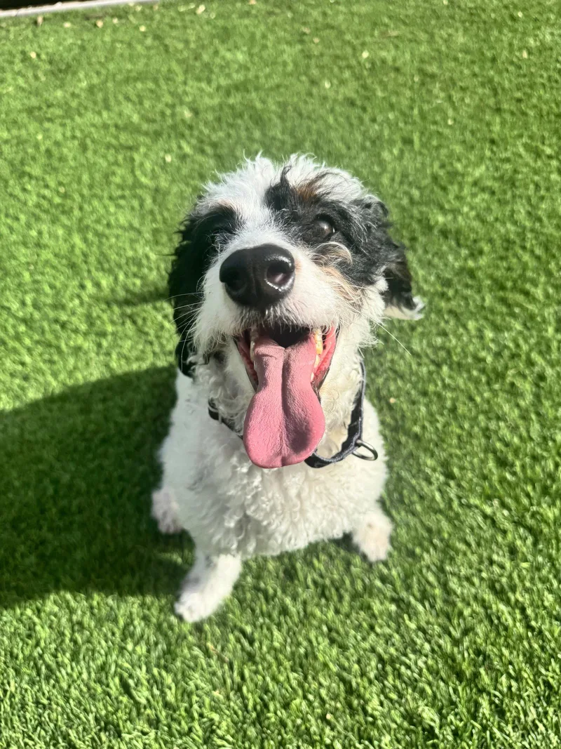 Pepper