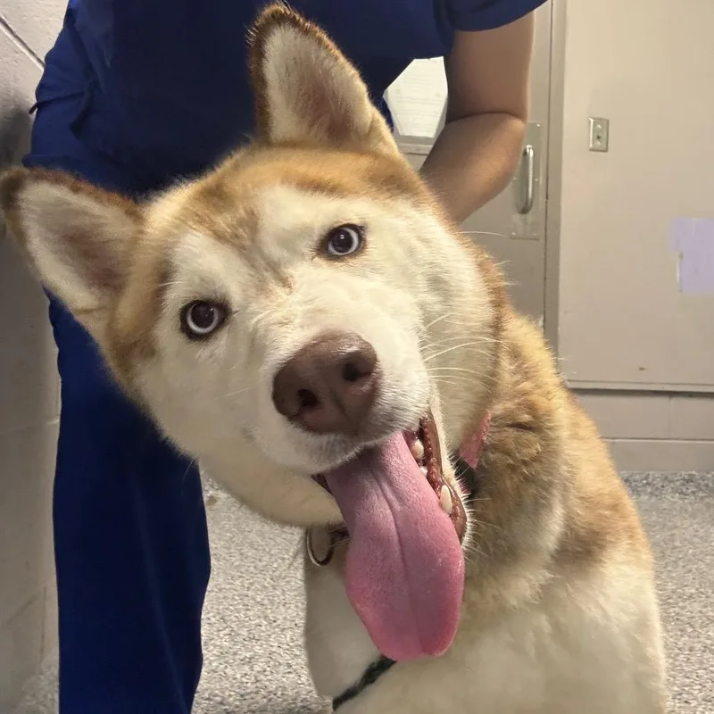 An adult medium-sized female Husky dog named Nena for adoption in Greenville, SC