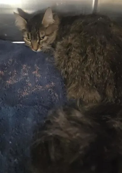 An adult medium-sized female Brown / Chocolate Domestic Medium Hair cat named BoKatan for adoption in El Paso, TX