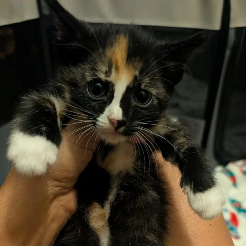 A baby small-sized female Black Domestic Short Hair cat named Petal for adoption in Bend, OR