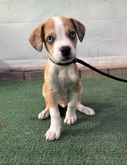 A baby small-sized male Beagle dog named Caramel for adoption in Baldwin Park, CA