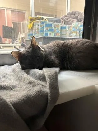 A baby large-sized female Domestic Short Hair cat named Livie for adoption in Westland, MI