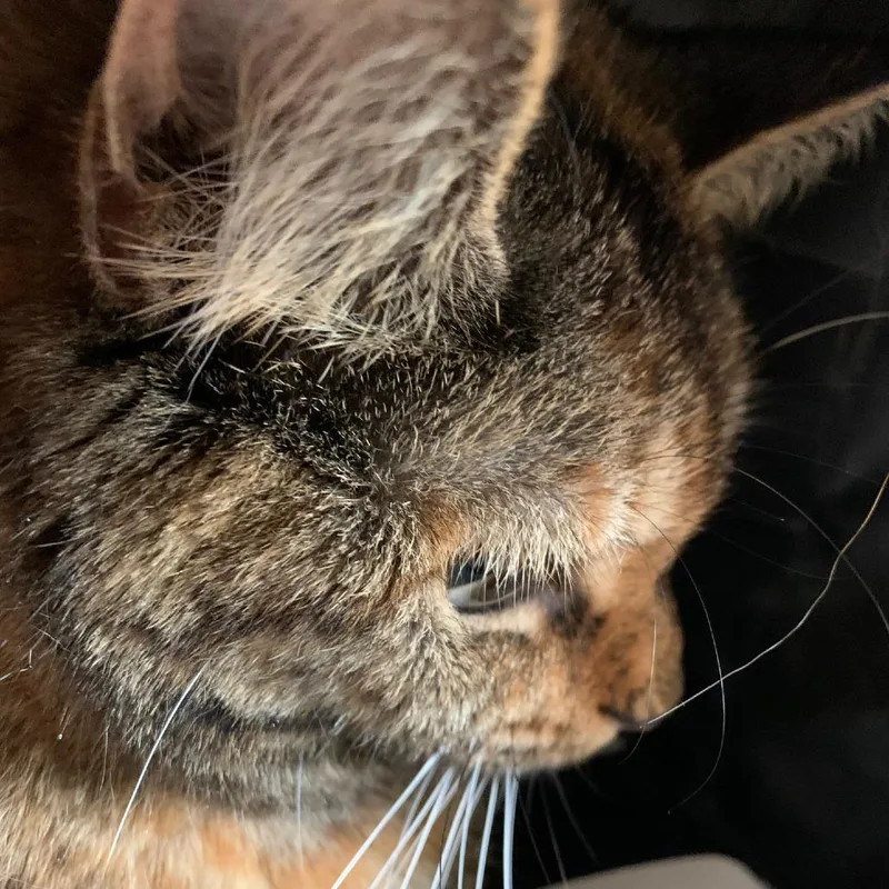 An adult large-sized female Torbie Domestic Short Hair cat named Pumkin for adoption in Charlottesville, VA