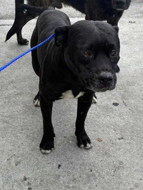 An adult large-sized male Pit Bull Terrier dog named Raul for adoption in Miami, FL