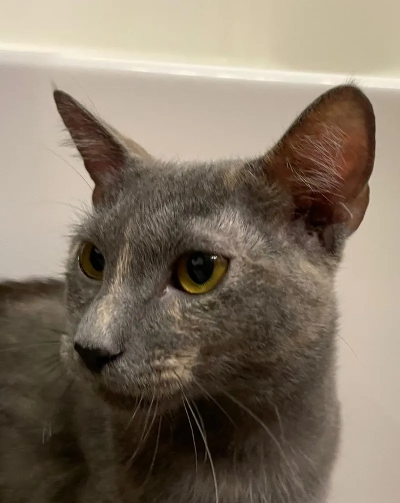 An adult medium-sized female Domestic Short Hair cat named Acadia for adoption in Fort Oglethorpe, GA