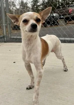A young small-sized male White / Cream Chihuahua dog named Macaroni for adoption in Hackensack, MN