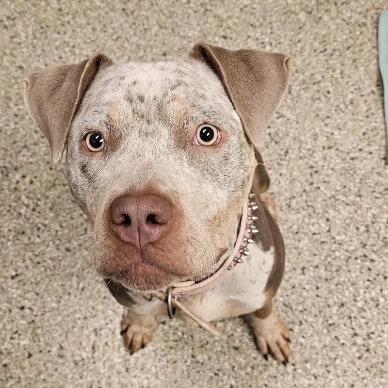A young medium-sized female Pit Bull Terrier dog named Edith for adoption in Cedar Rapids, IA