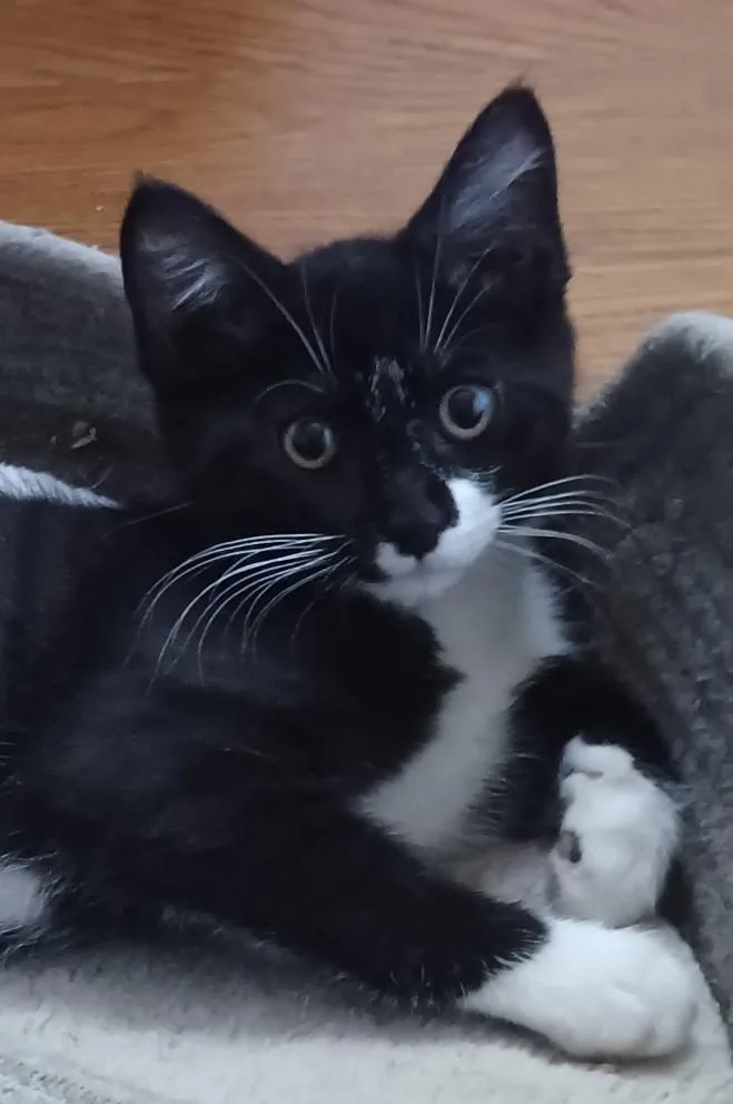 A baby medium-sized female Black & White / Tuxedo Extra-Toes Cat / Hemingway Polydactyl cat named Josie and Kyra for adoption in Centreville, VA