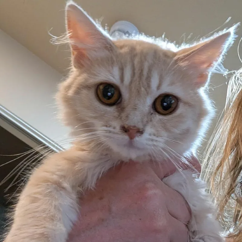 A baby small-sized female Orange / Red Domestic Short Hair cat named Diva Armbrust for adoption in Eagle Mountain, UT