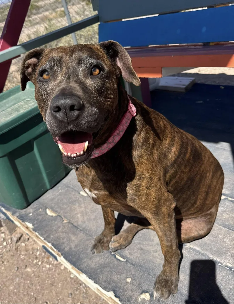 An adult large-sized female Boxer dog named Chloe for adoption in Williamsburg, NM