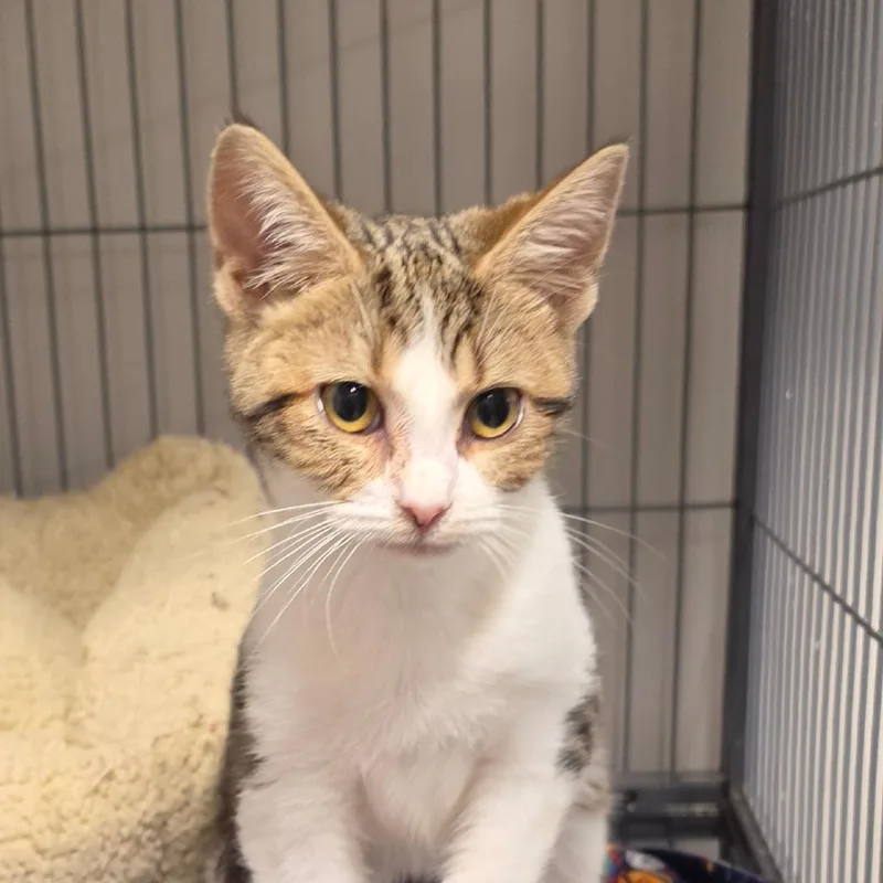 A baby small-sized female Brown / Chocolate Domestic Short Hair cat named Sidewalk Chalk for adoption in Muncie, IN