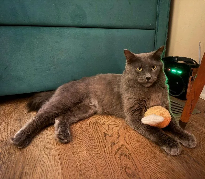 A young medium-sized male Russian Blue cat named Neko for adoption in Knoxville, TN