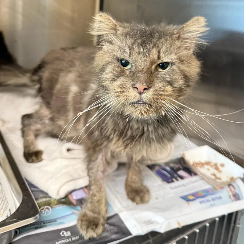 An adult large-sized male Gray / Blue / Silver Domestic Short Hair cat named Norman for adoption in Los Angeles, CA