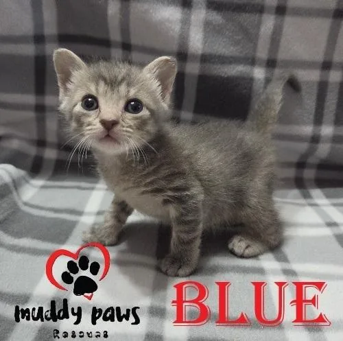 A baby small-sized male Domestic Short Hair cat named Seablings: Blue for adoption in Council Bluffs, IA