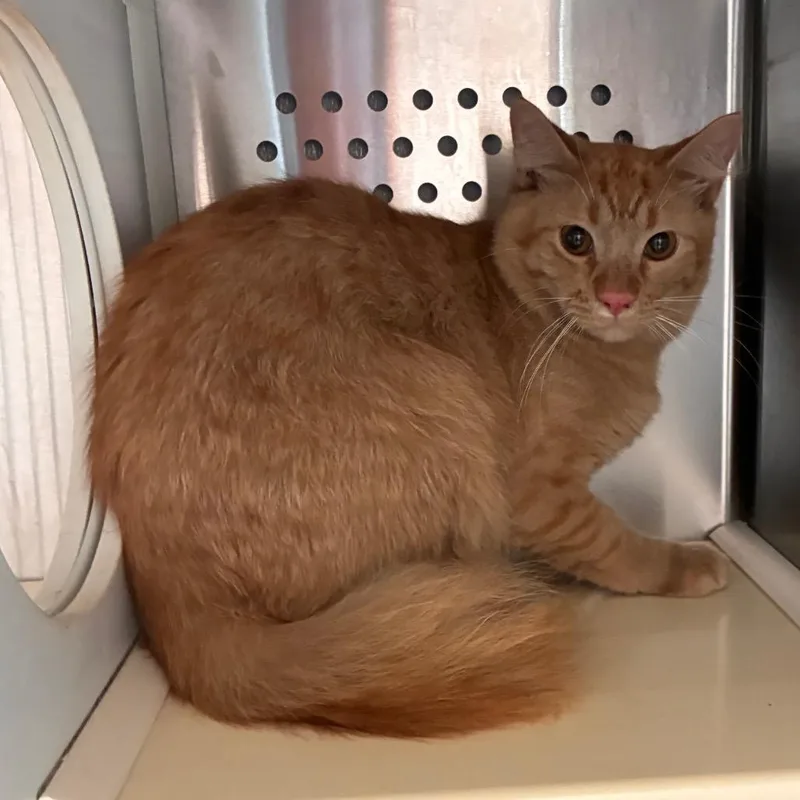 An adult large-sized male Orange / Red Domestic Medium Hair cat named Gershwin for adoption in Norman, OK