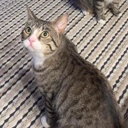 Loki