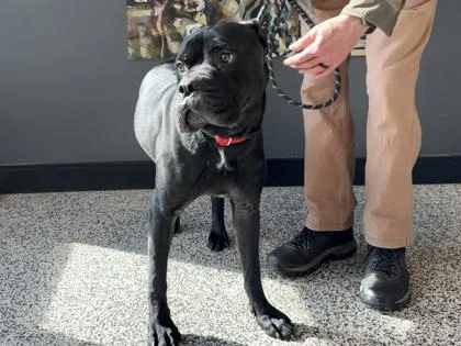 An adult large-sized female Cane Corso dog named Mercedes for adoption in West Chester, PA