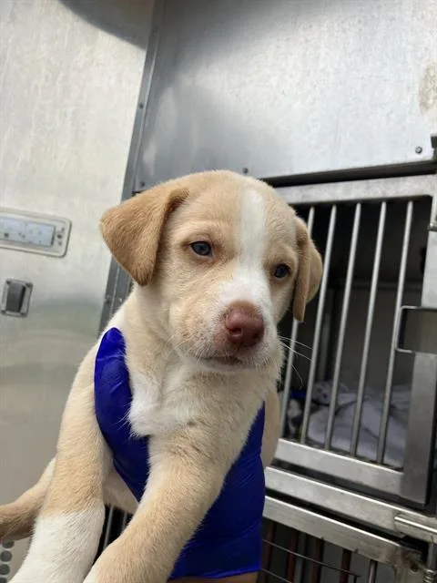 A baby medium-sized male Mixed Breed dog named Chase for adoption in Dallas, TX