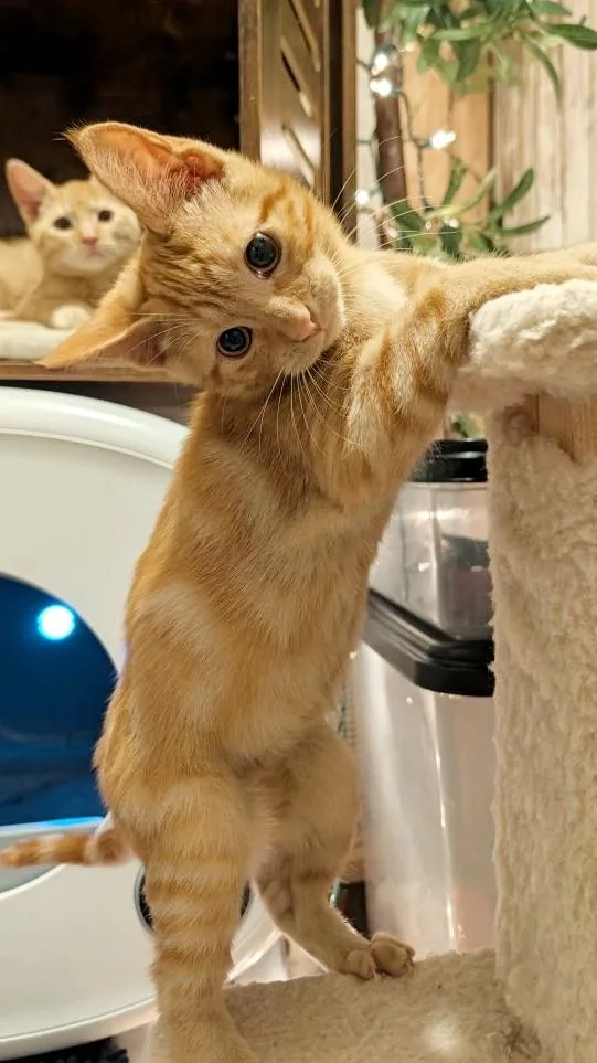 A baby medium-sized male Tabby (Orange / Red) Domestic Short Hair cat named Trooper for adoption in Beaverton, OR