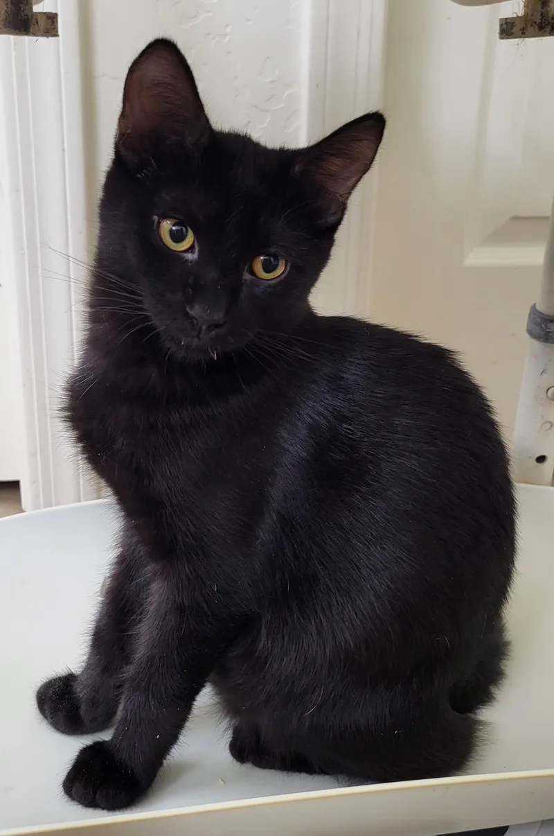 A baby small-sized male Black Domestic Short Hair cat named Goumi Berri for adoption in Chandler, AZ