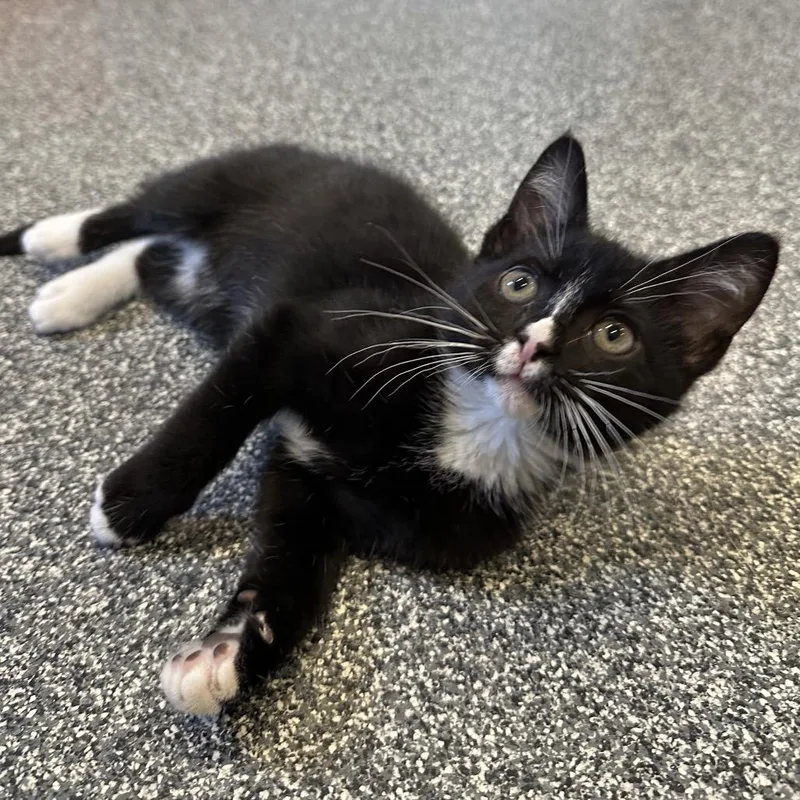A baby small-sized female Black Domestic Short Hair cat named Cleo for adoption in Hinsdale, IL