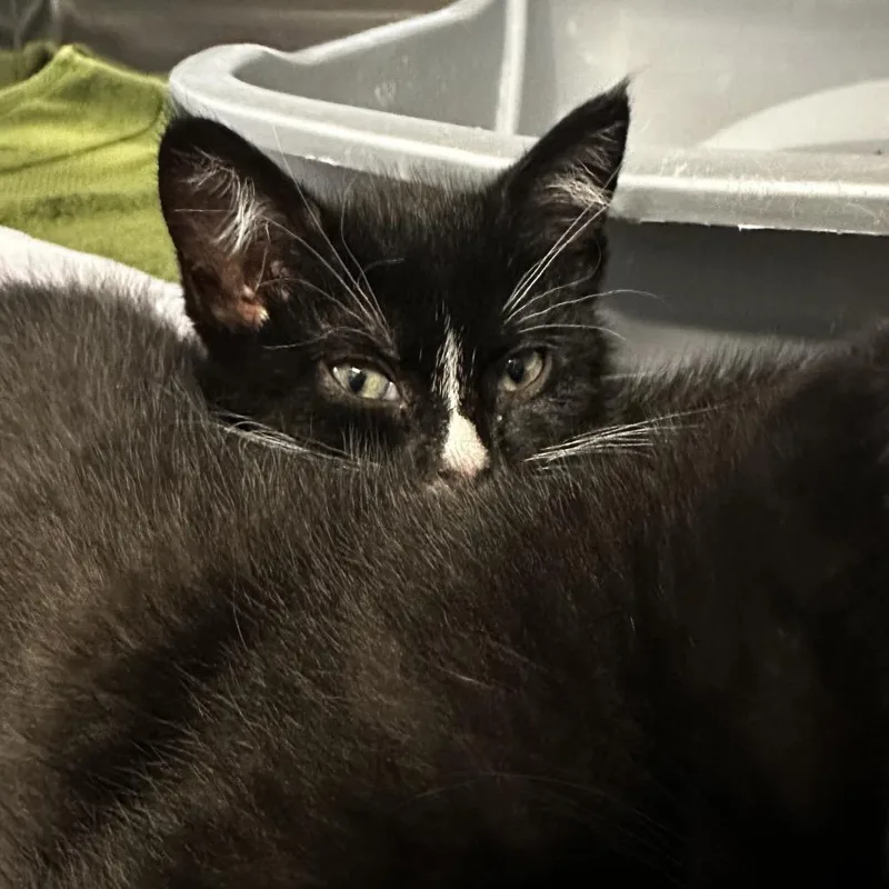 Cleo thumbnail 2