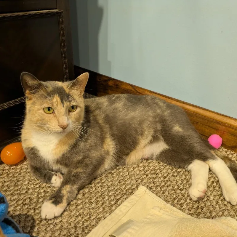 An adult medium-sized female Calico Domestic Short Hair cat named Pita for adoption in Middle Village, NY