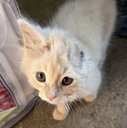 Olaf