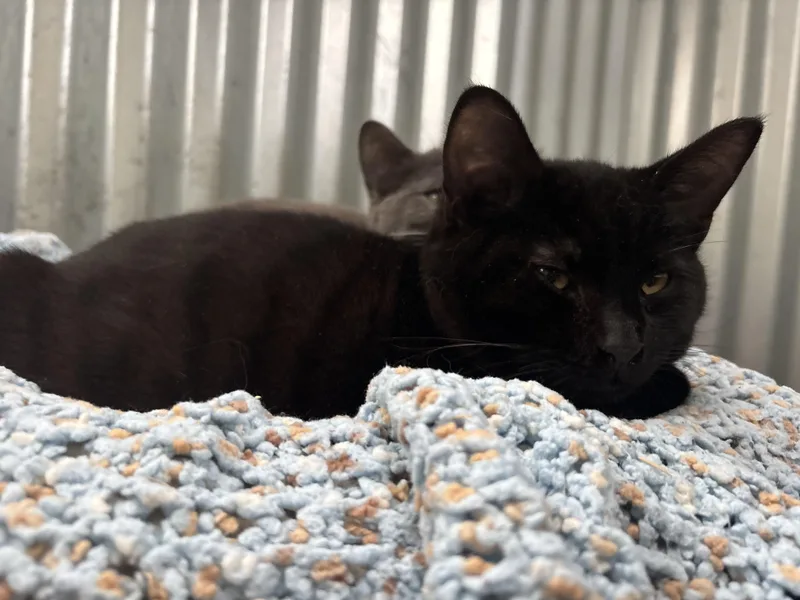 Baby Jaguar thumbnail 2