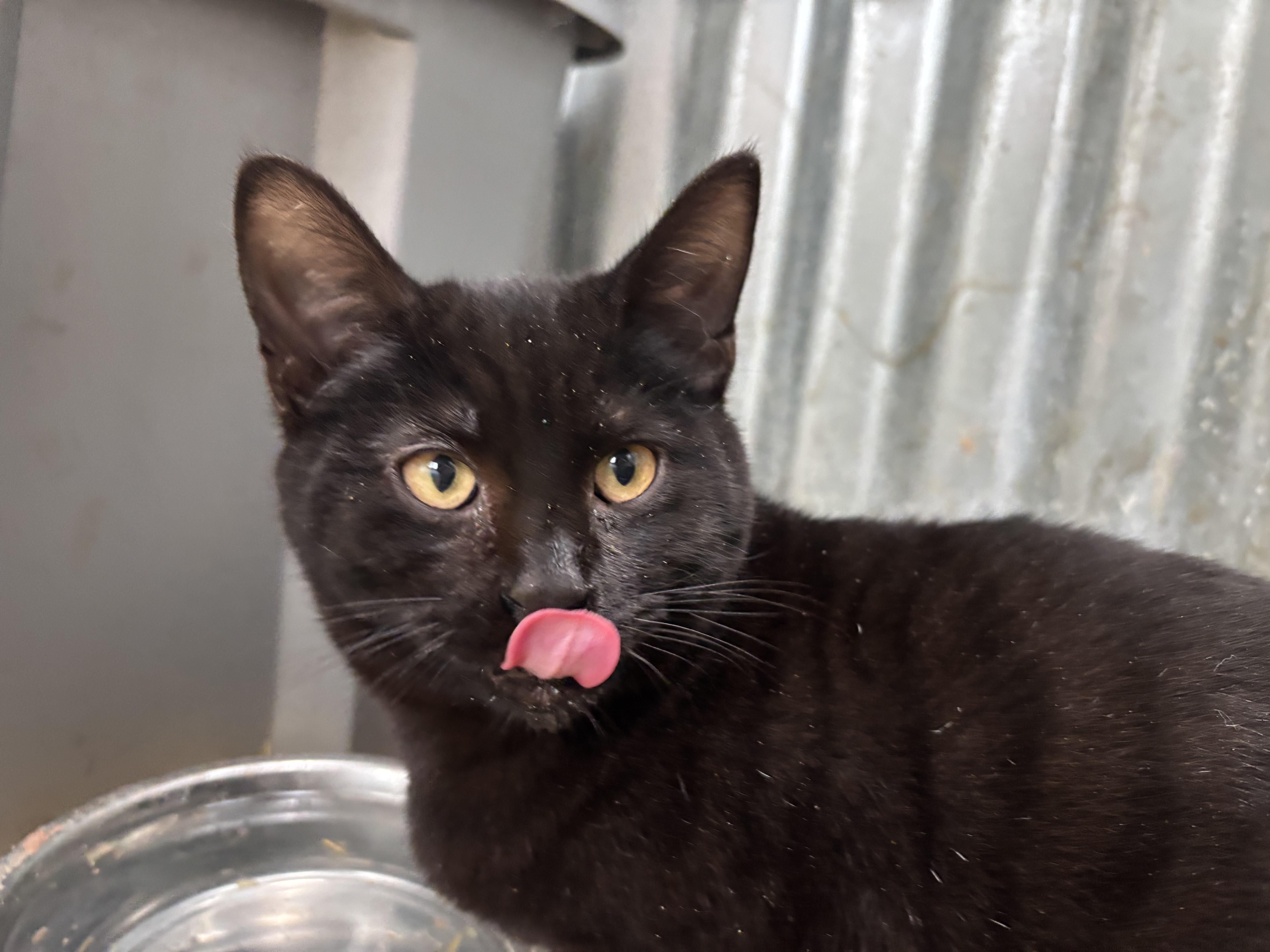 Baby Jaguar thumbnail 3