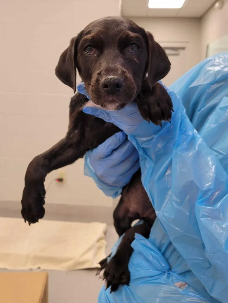 A baby medium-sized male Mixed Breed dog named Triangle for adoption in Chillicothe, OH