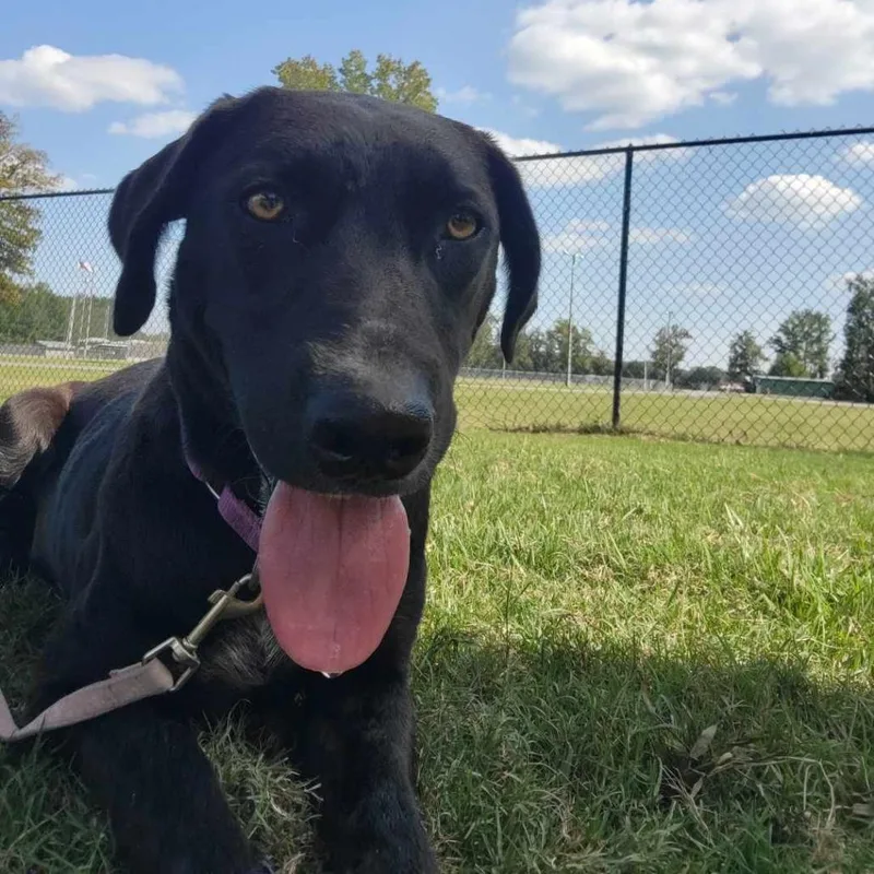 An adult medium-sized female Black Labrador Retriever dog named Sugar for adoption in Cabot, AR