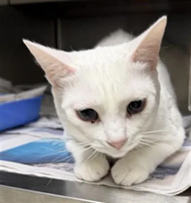 An adult large-sized female Domestic Short Hair cat named Hair Spray for adoption in Los Angeles, CA