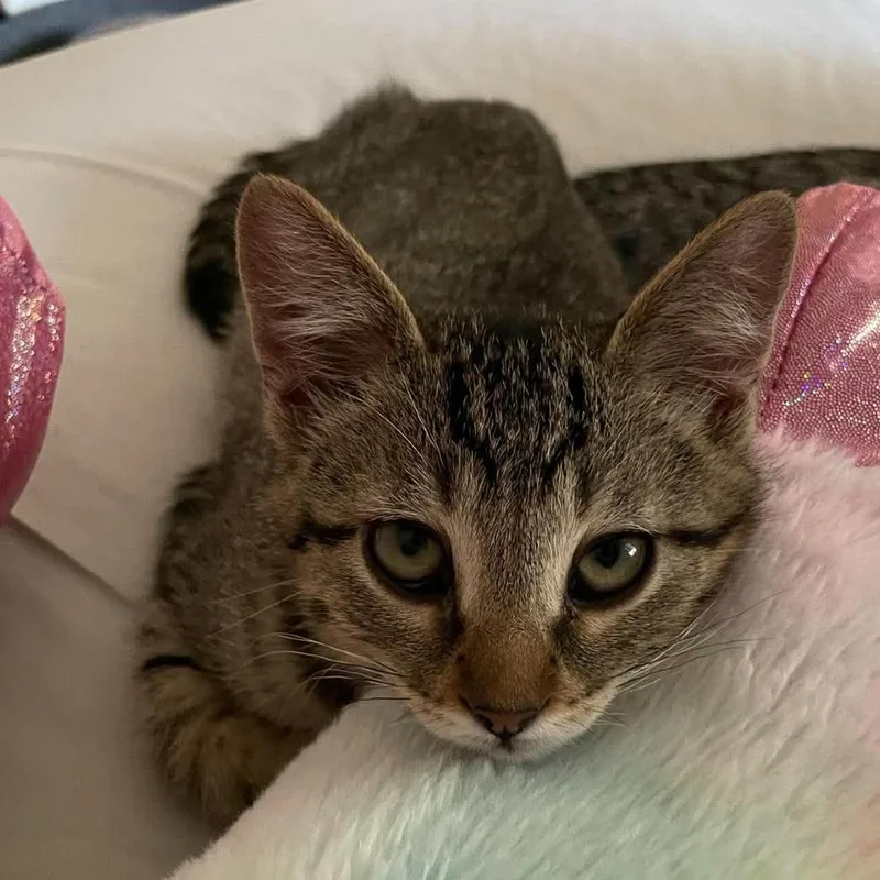 A baby small-sized male Brown / Chocolate Domestic Short Hair cat named Cayenne Bingham for adoption in Eagle Mountain, UT