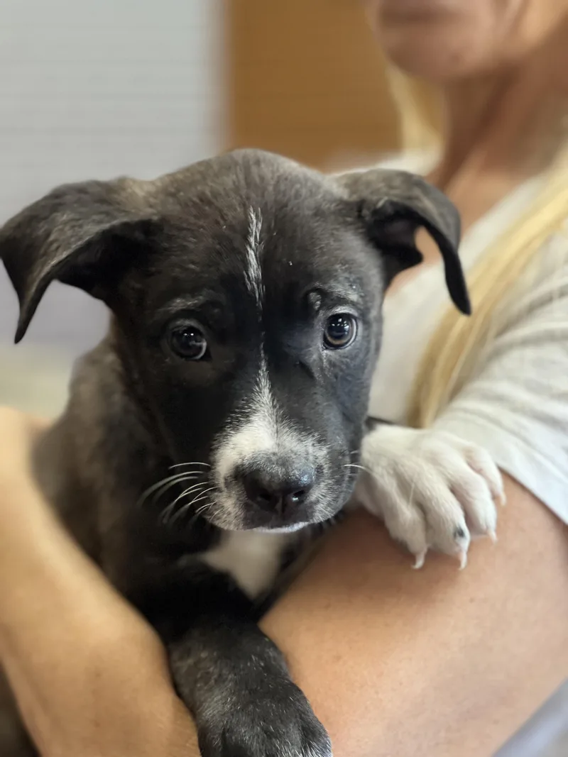 A baby medium-sized male Black Labrador Retriever dog named Prince Hans for adoption in Encino, CA