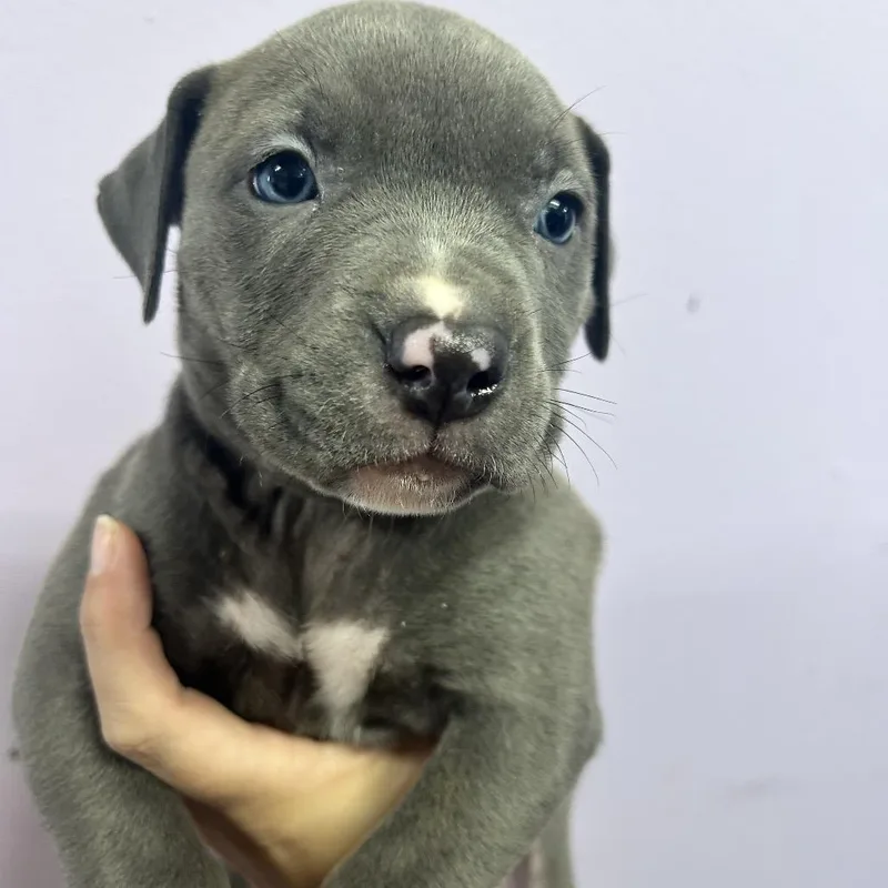 A baby small-sized female Gray / Blue / Silver Pit Bull Terrier dog named Mabel for adoption in Northbrook, IL