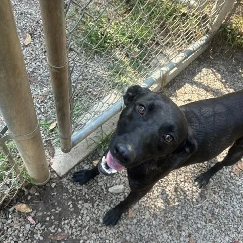 An adult medium-sized male Mountain Cur dog named Scout for adoption in Marble, NC