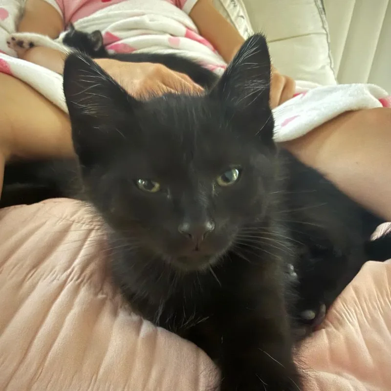 A baby small-sized female Black Domestic Short Hair cat named Rose McPow'n for adoption in Columbia, MO