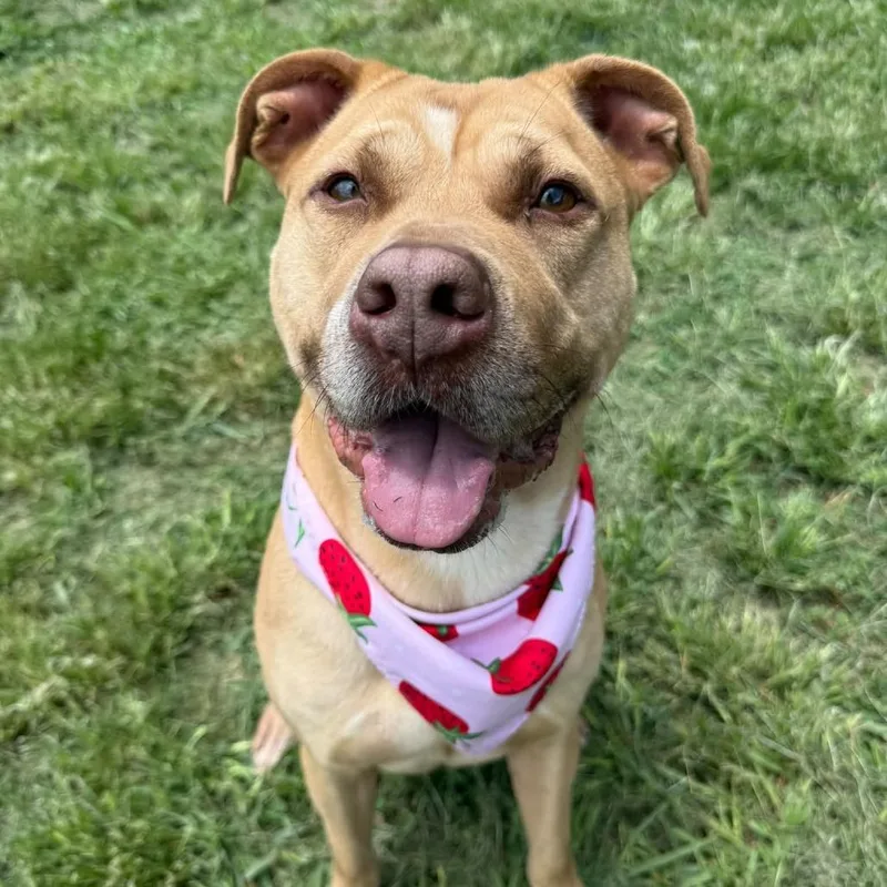 An adult medium-sized male Yellow / Tan / Blond / Fawn Mixed Breed dog named Archie for adoption in Alexandria, VA