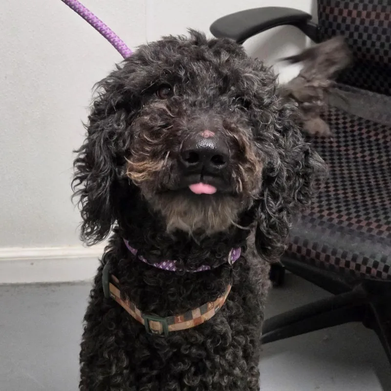 An adult medium-sized male Black Mixed Breed dog named Lux for adoption in Troy, IL
