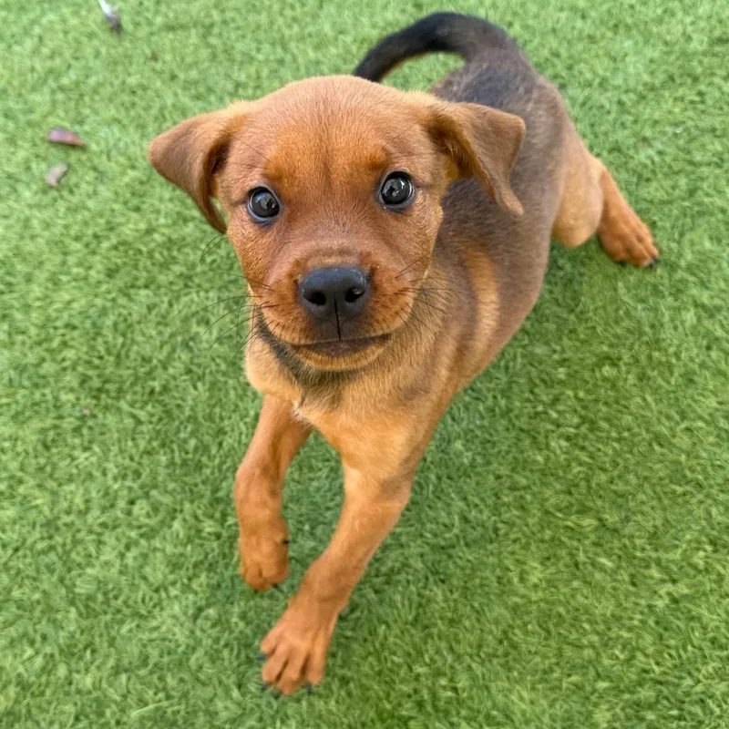 A baby medium-sized female Brown / Chocolate Pit Bull Terrier dog named Marigold for adoption in LOXAHATCHEE, FL