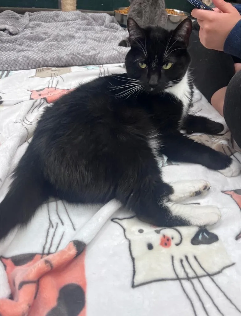 An adult medium-sized male Domestic Short Hair cat named Simon for adoption in Leonardtown, MD