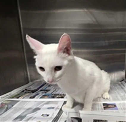A young medium-sized female Domestic Short Hair cat named Snow White for adoption in Los Angeles, CA