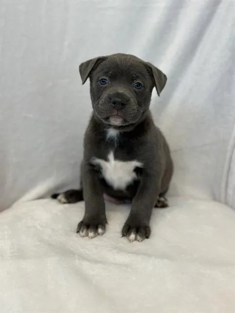A baby large-sized male Pit Bull Terrier dog named Gumball for adoption in Forney, TX