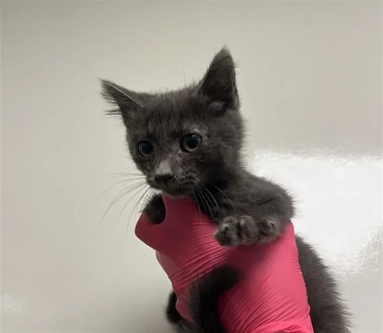 A baby small-sized male Domestic Medium Hair cat named Frito for adoption in Ontario, CA