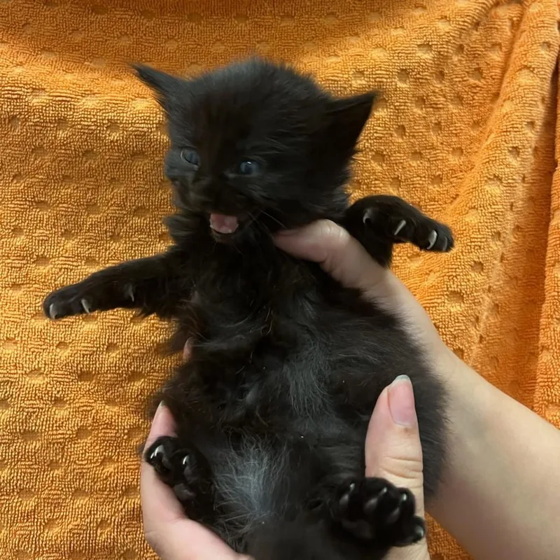 A baby small-sized female Black Domestic Short Hair cat named Tina for adoption in Houston, TX