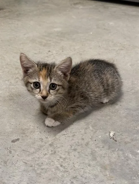 A baby small-sized female Domestic Short Hair cat named Josie for adoption in Haw River, NC