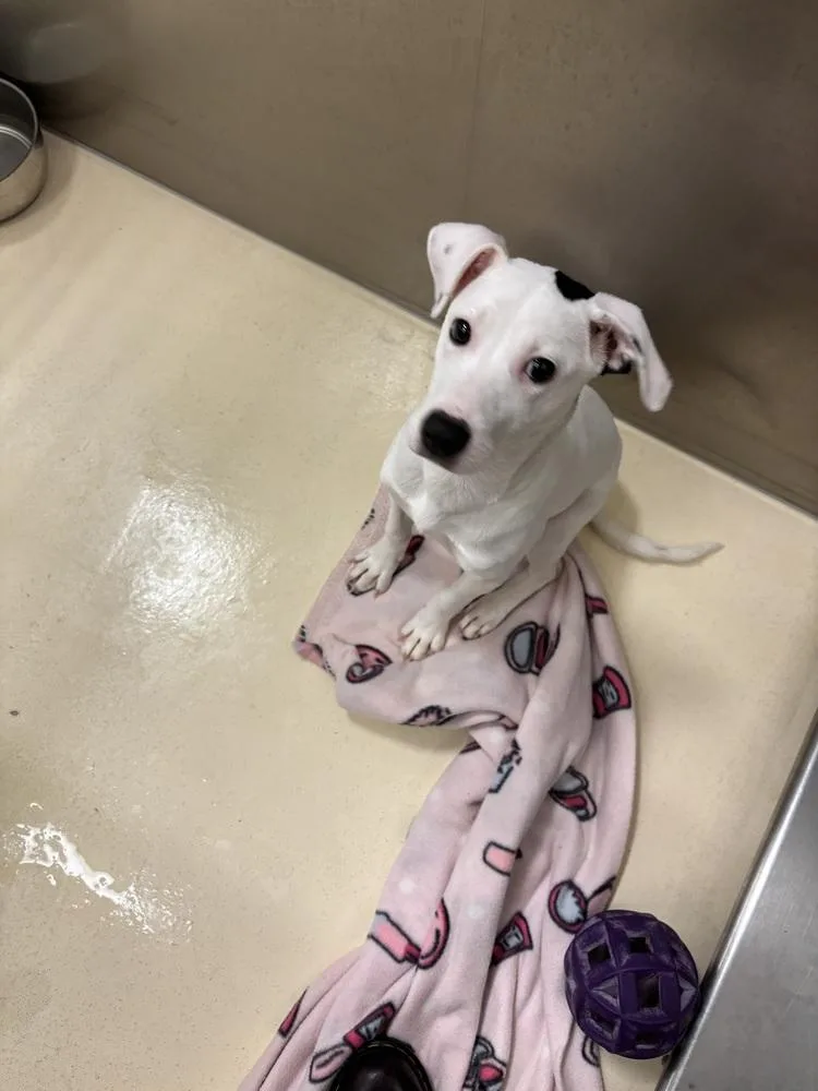 A young medium-sized female Tricolor (Brown, Black, & White) Australian Cattle Dog / Blue Heeler dog named Rosita for adoption in Kalamazoo, MI